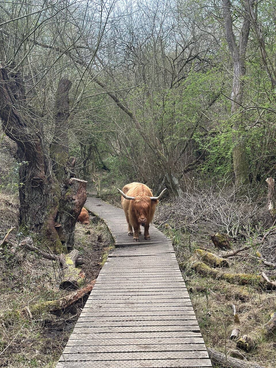 Woodland Trails