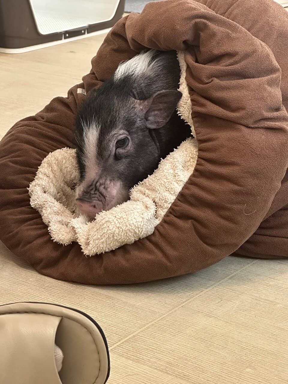 Friendly & Well-Cared Pigs