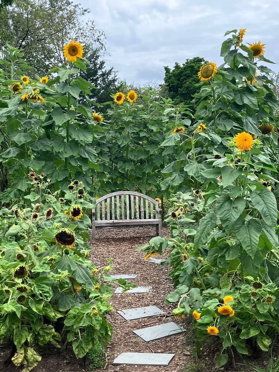 Rose Garden Blooms