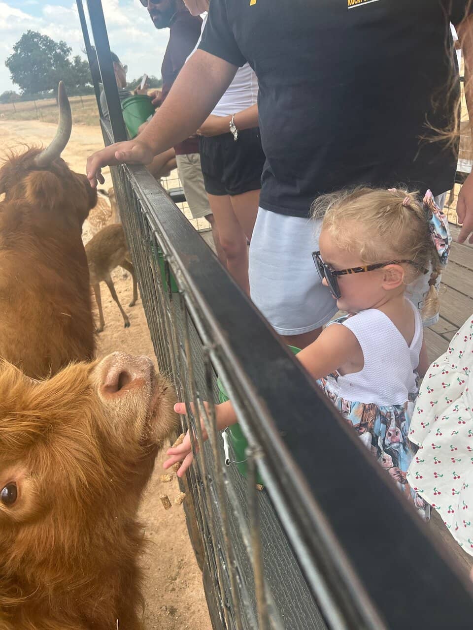Petting Zoo Fun
