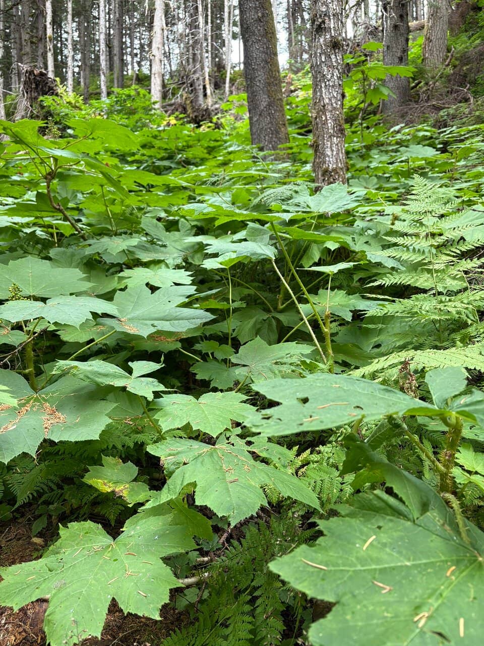 Rainforest Ambiance