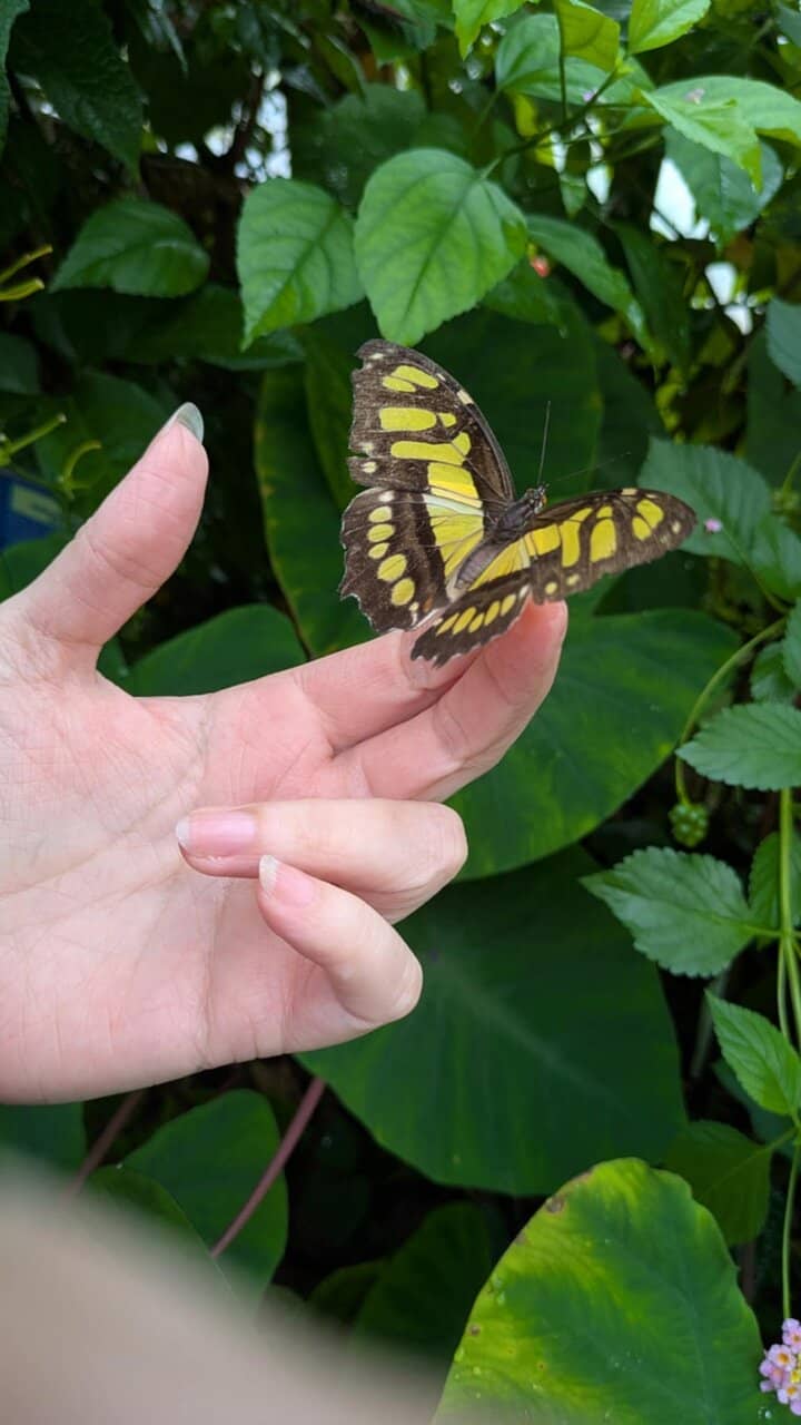 Insect and Amphibian Encounters