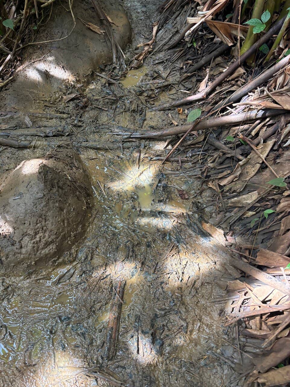 Tropical Forest Hike