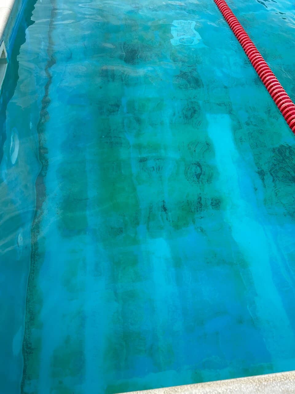 Doggy Swim Events