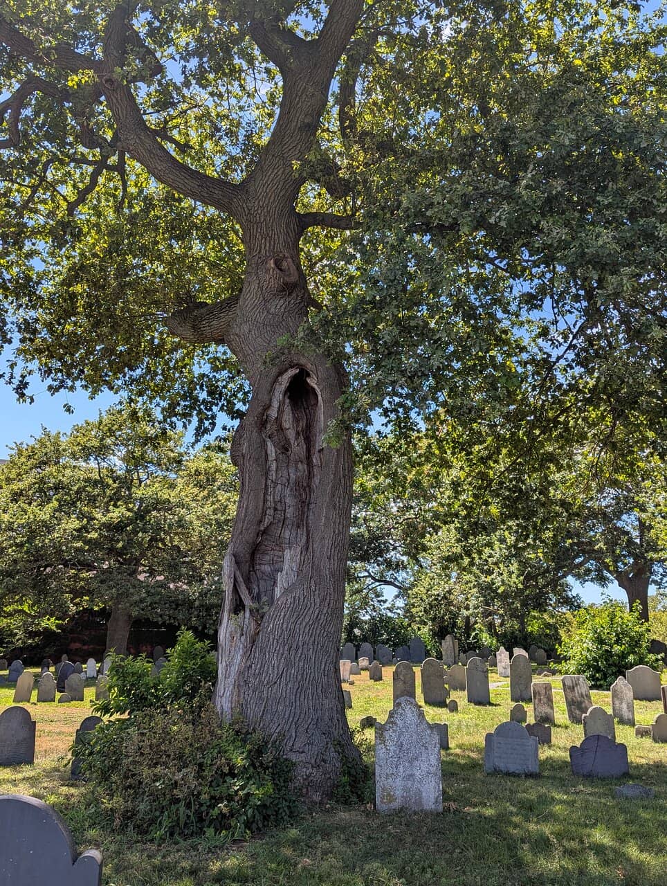 Caleb Pickman's Lightning Tree