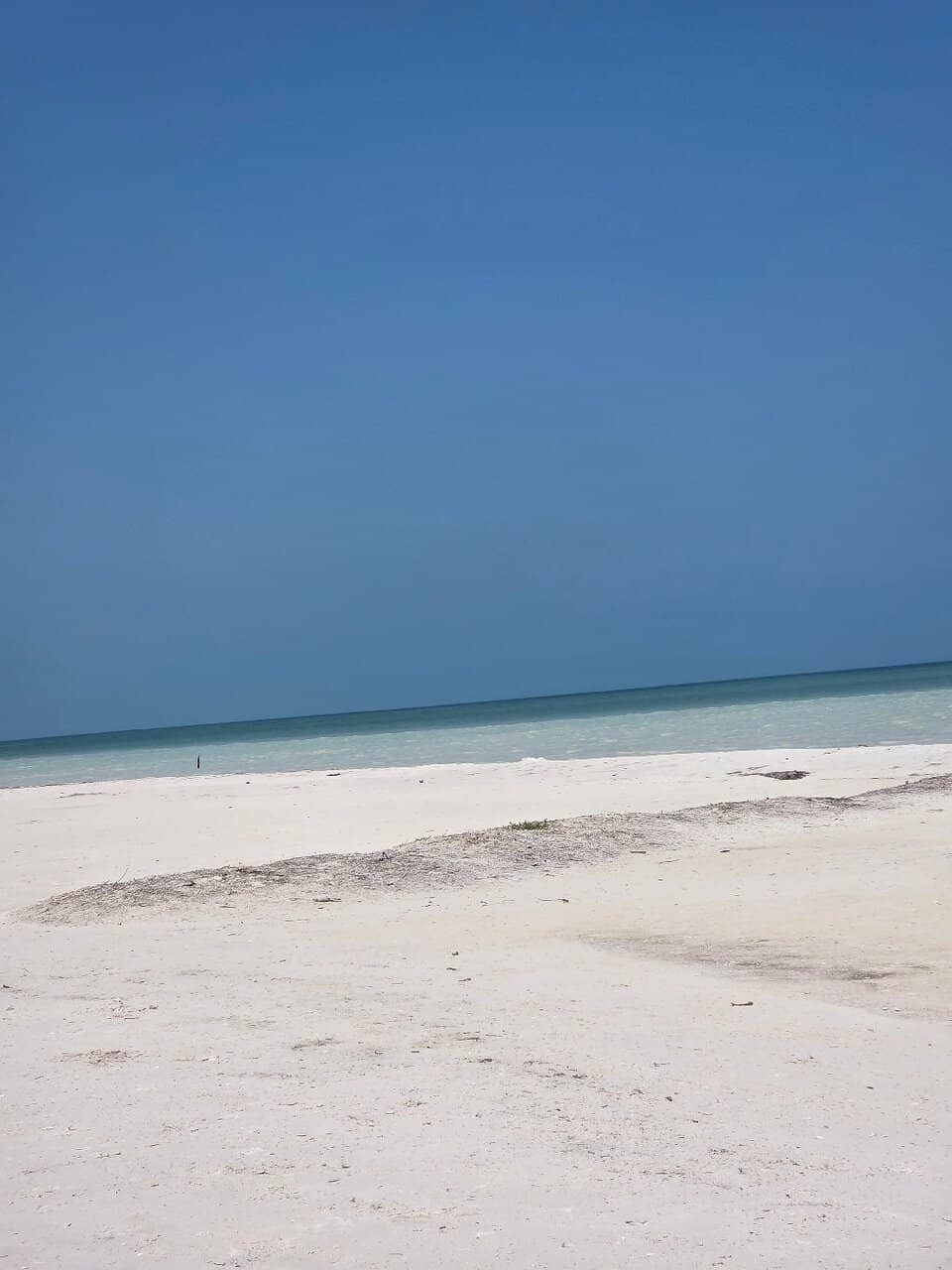 Magical Bioluminescence