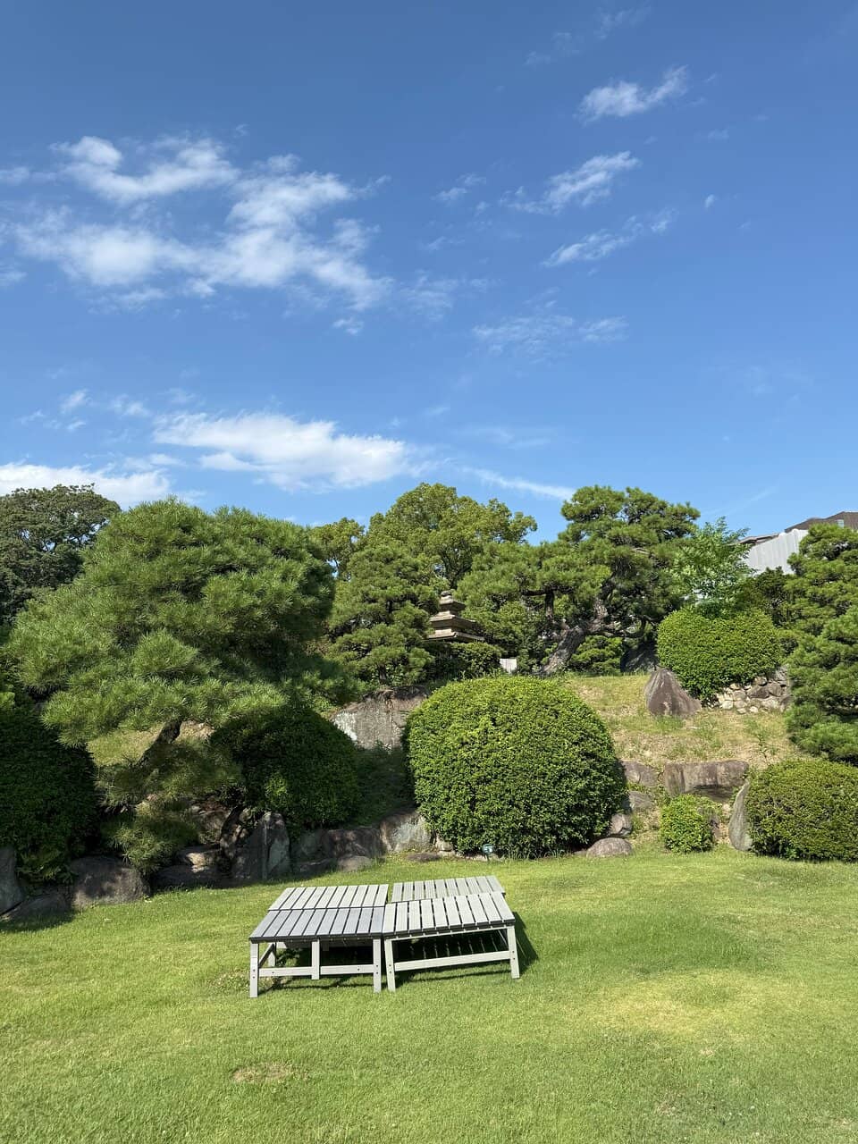 Ancient Camphor Tree