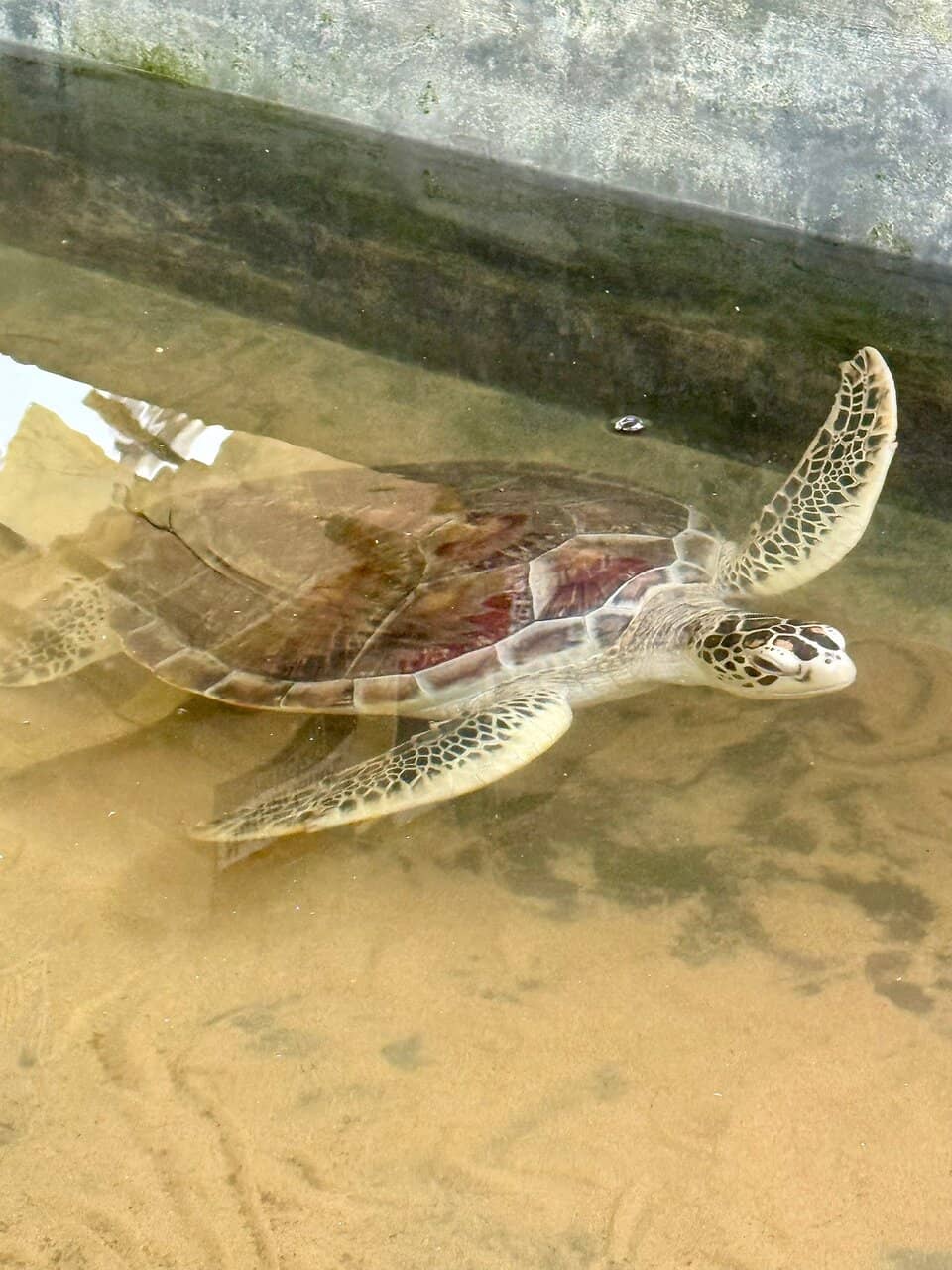 Albino Green Turtle