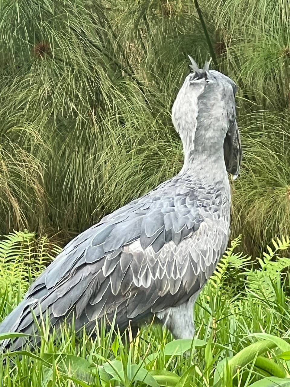 African Queen Steam Boat
