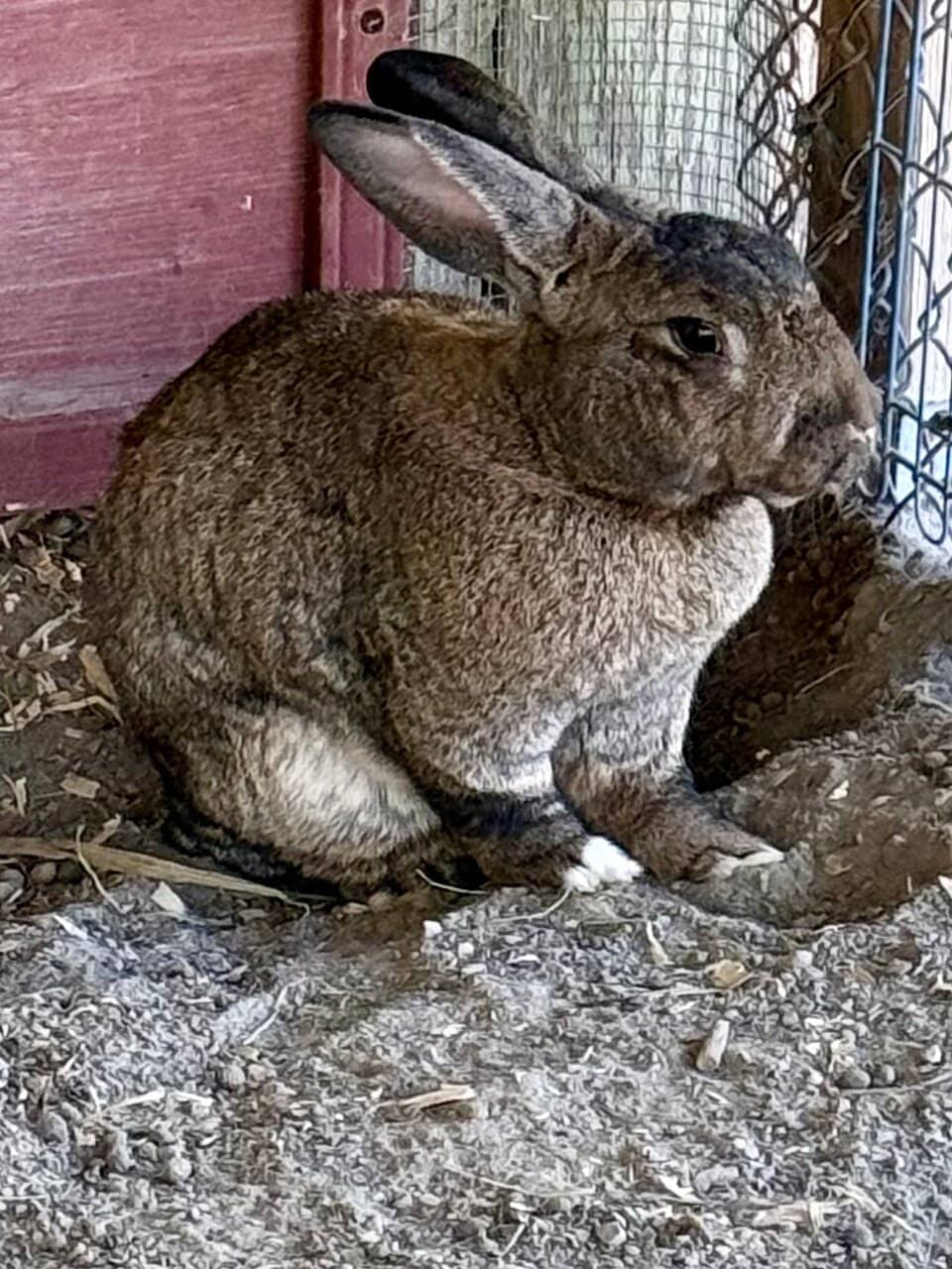 Working Farm Experience