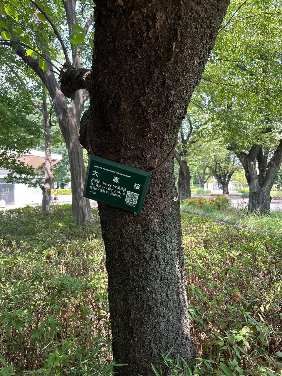 Spacious Lawns and Playgrounds