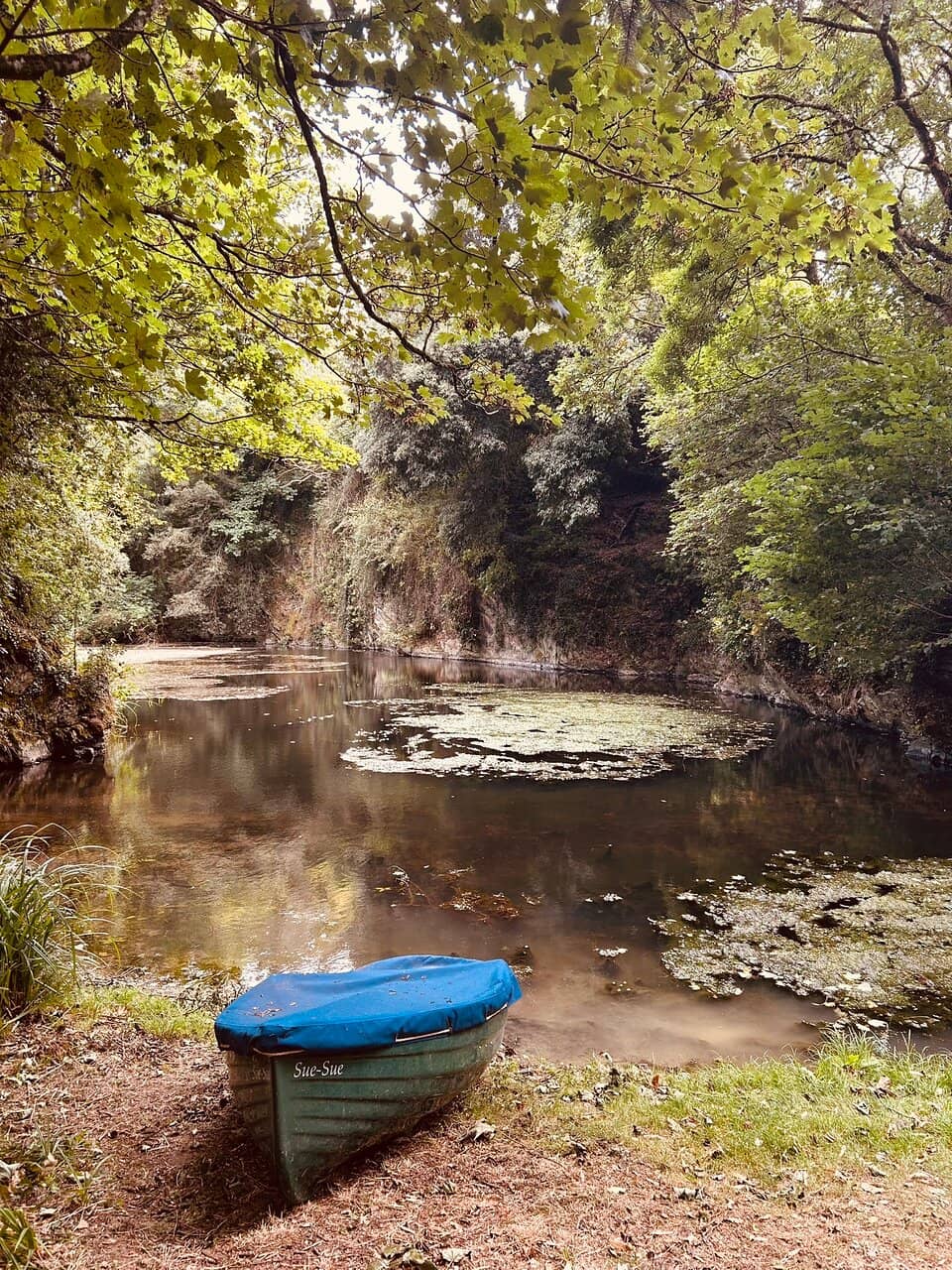 Rhododendron & Magnolia Spectacle