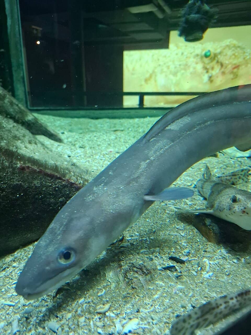 Basement Aquarium