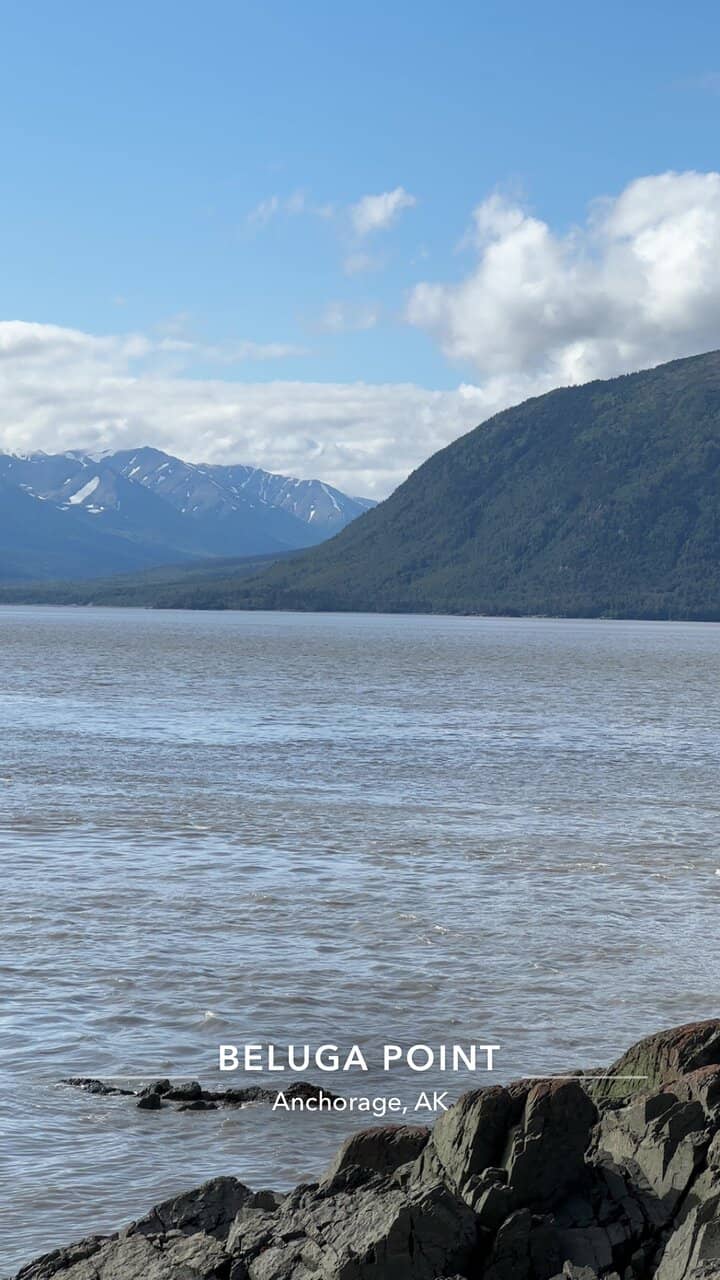 Wildlife Spotting (Beyond Belugas)