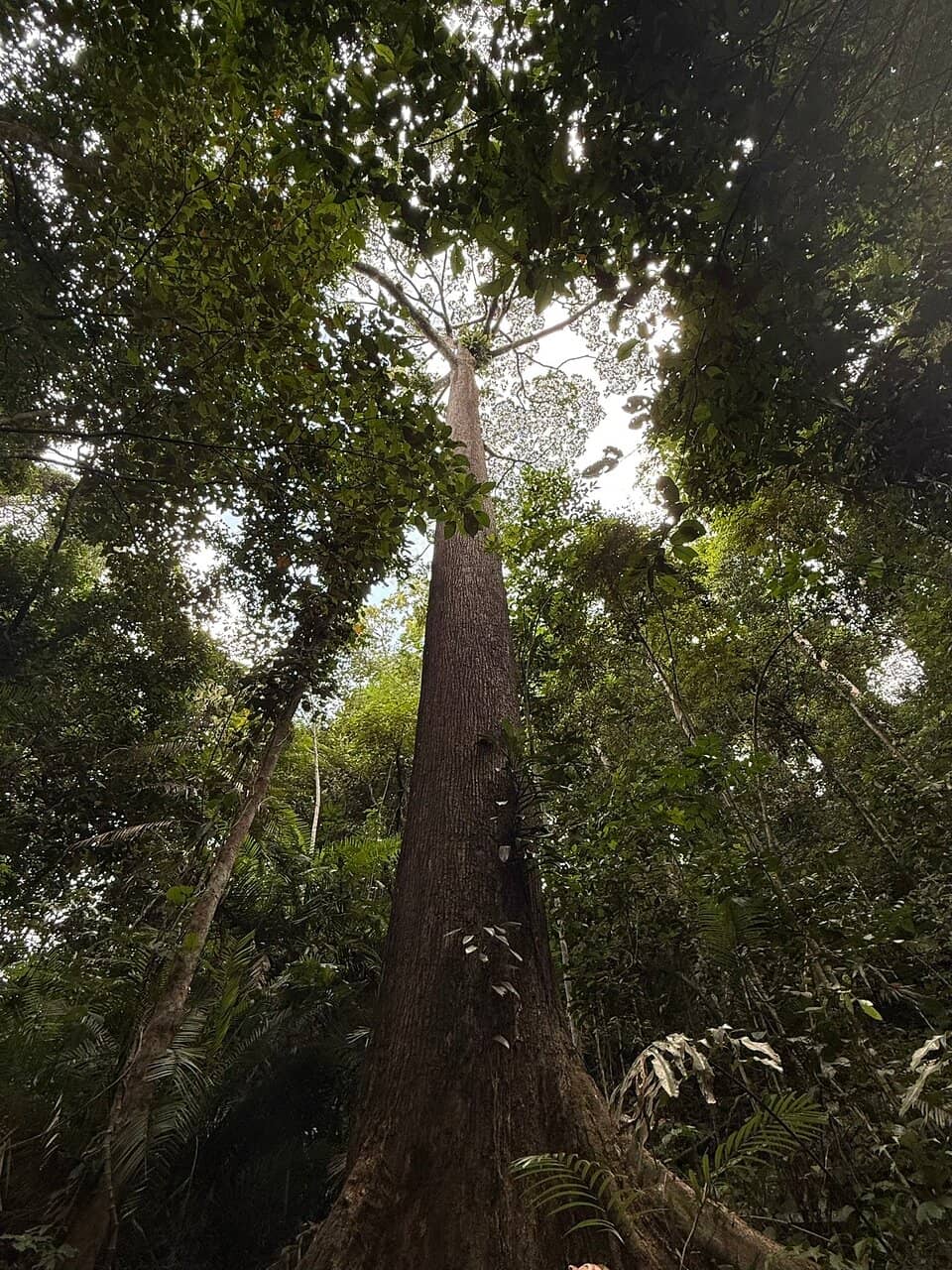 Panoramic Rainforest Views