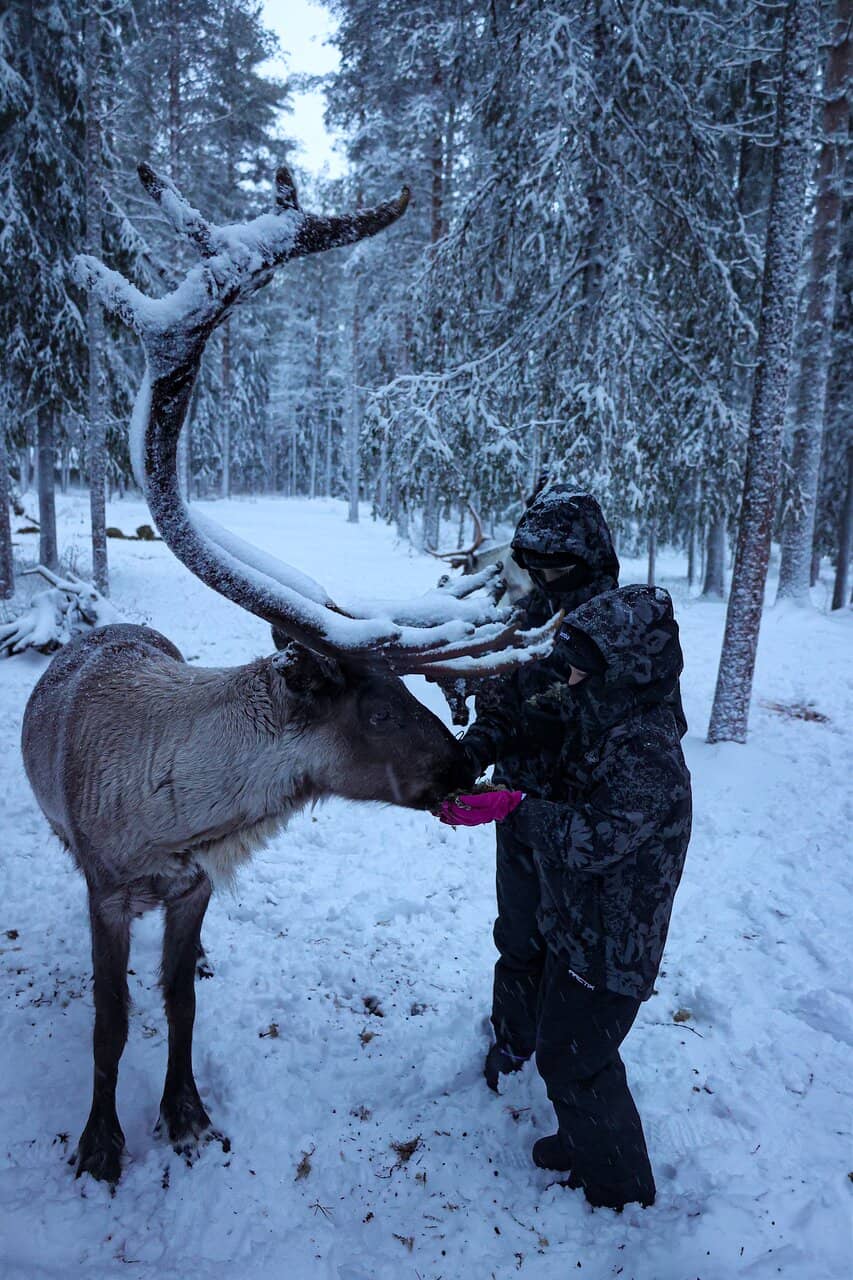 Reindeer Sleigh Ride