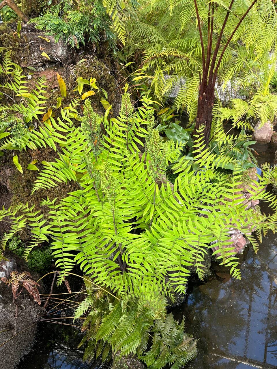 Global Plant Collection