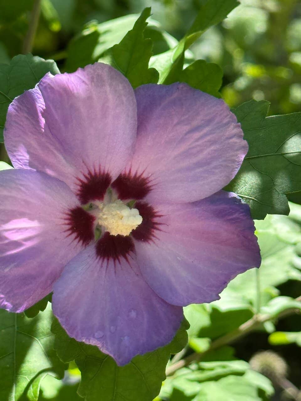 Expansive Outdoor Gardens