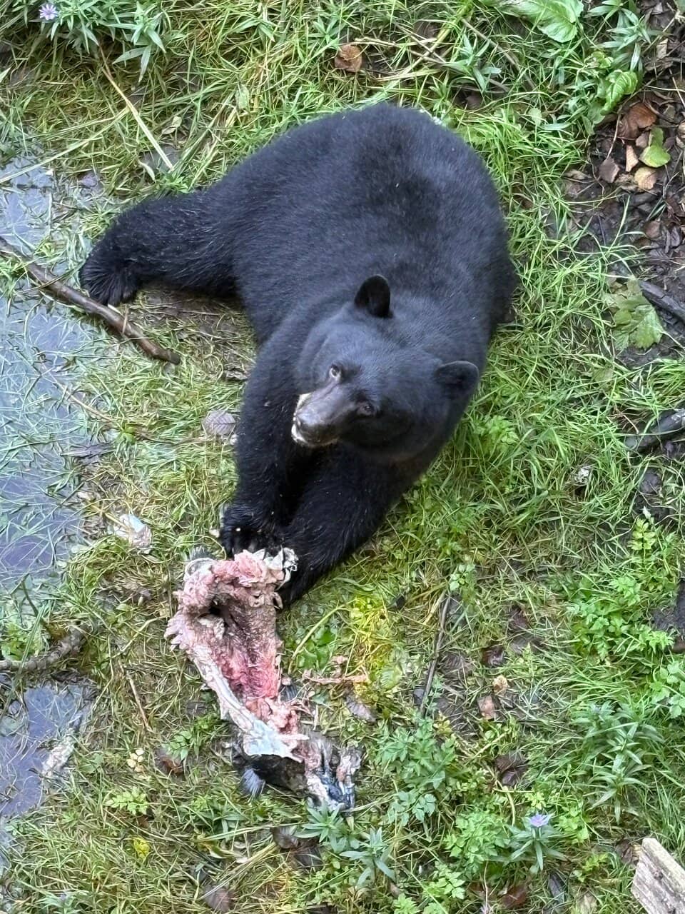 Lush Rainforest Trails