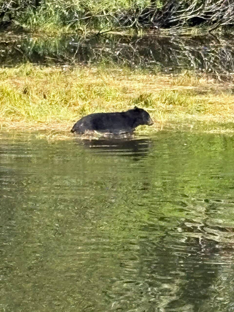 Majestic Raptor Encounters