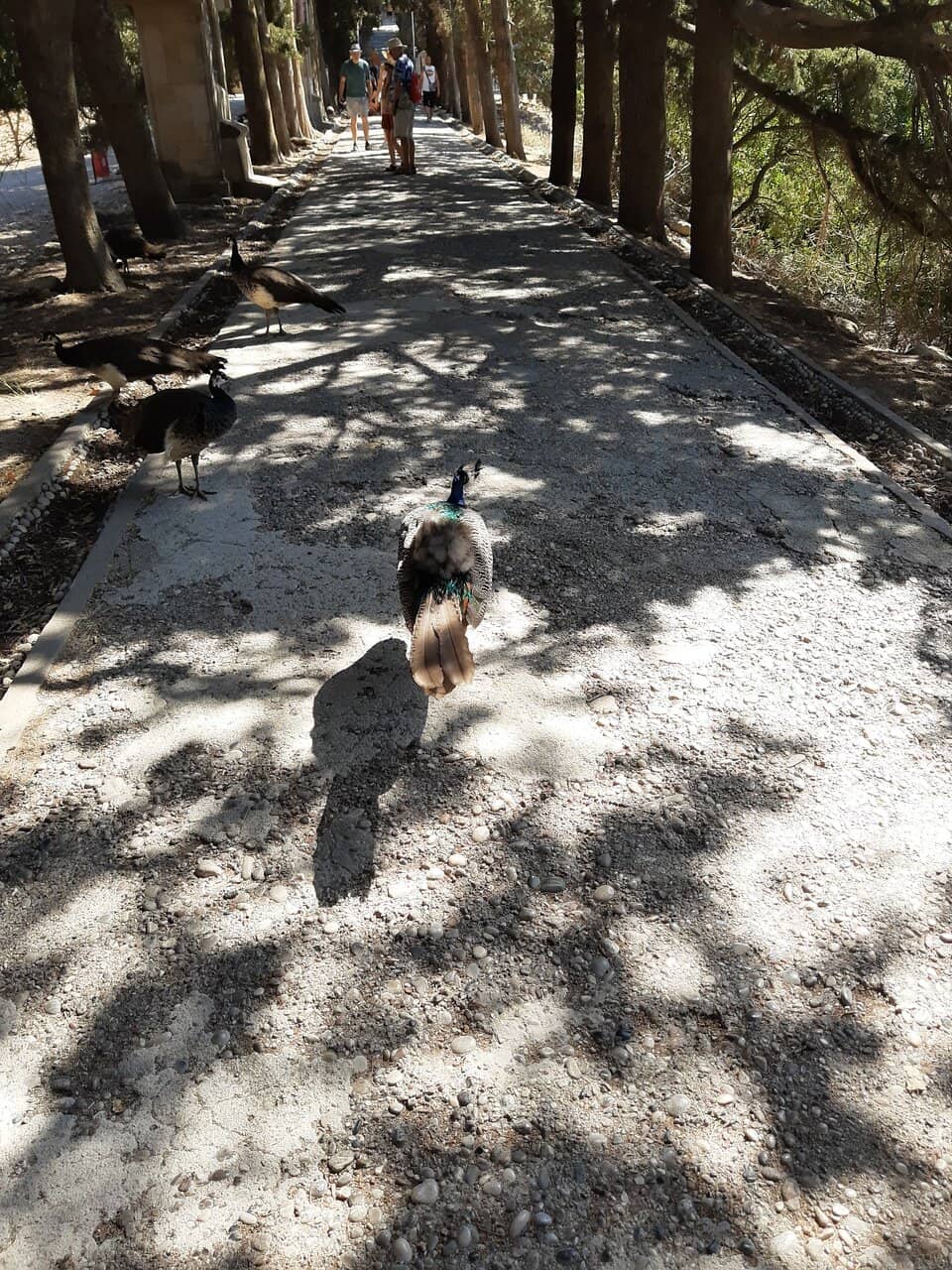 Panoramic Island Views