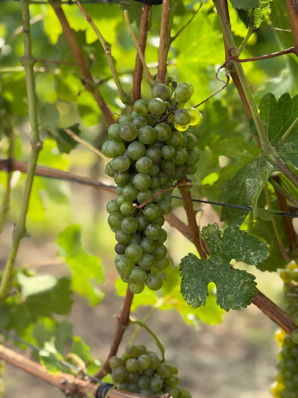 50th Parallel Estate Winery