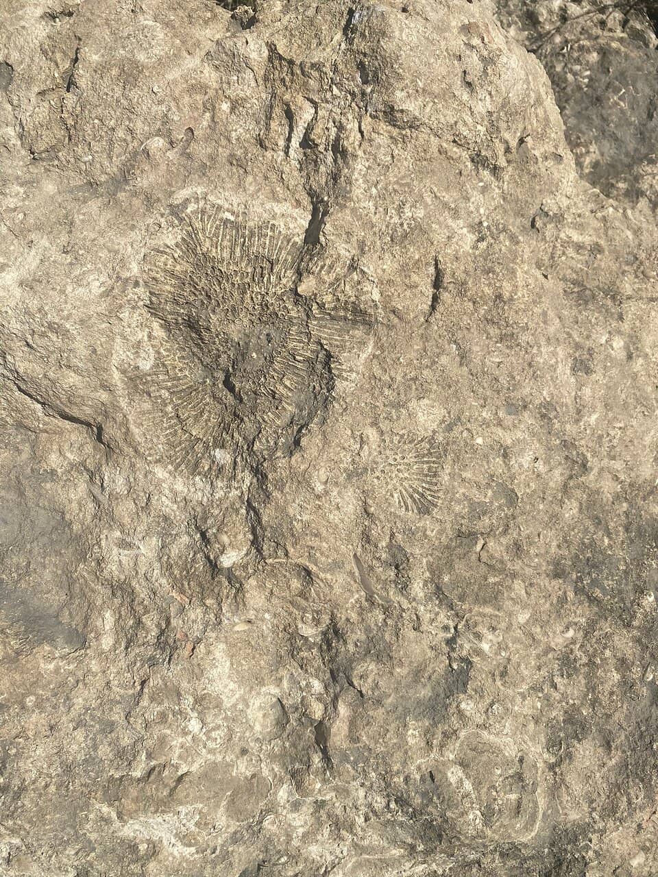 Marine Life Encounters