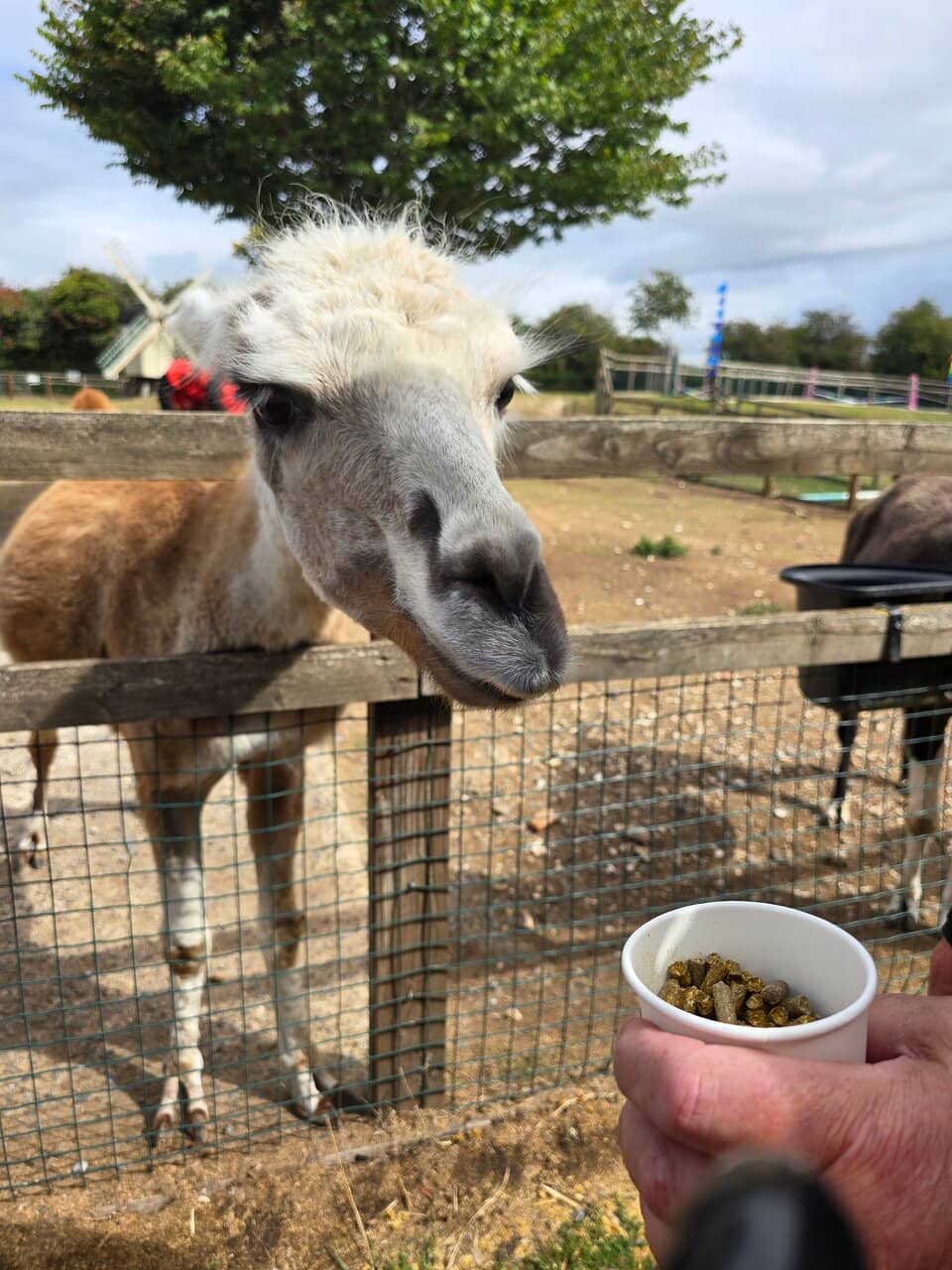 Adventure Playgrounds