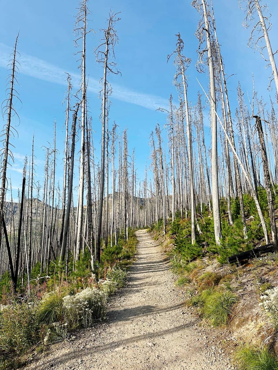Crypt Lake Trail