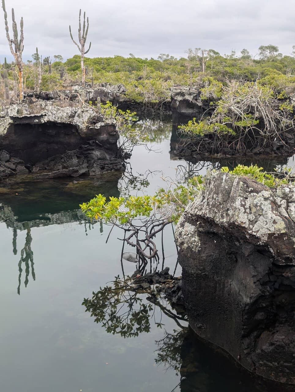 Abundant Marine Life