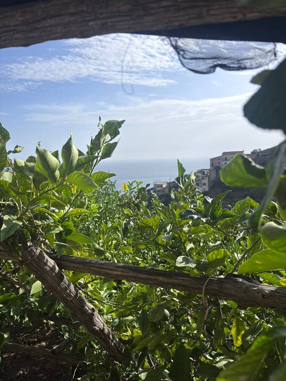 Lemon Grove Terraces