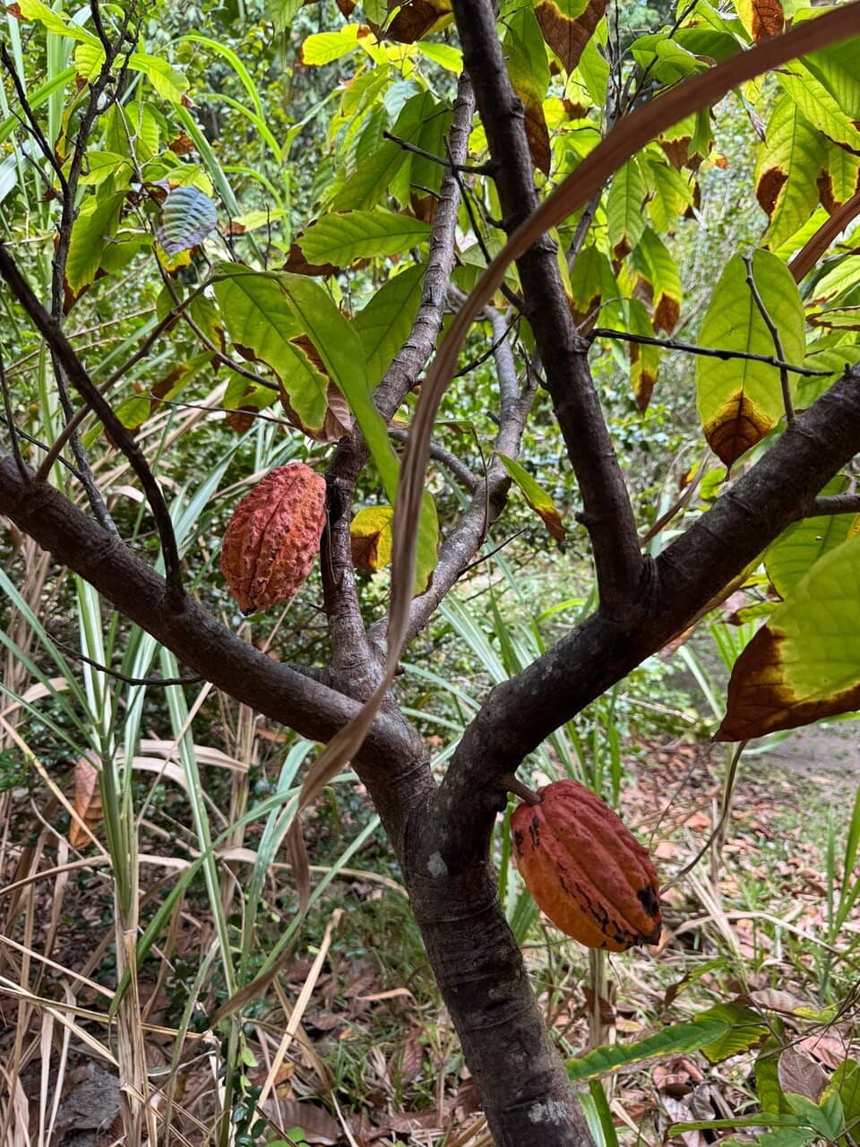 Panoramic Island Views