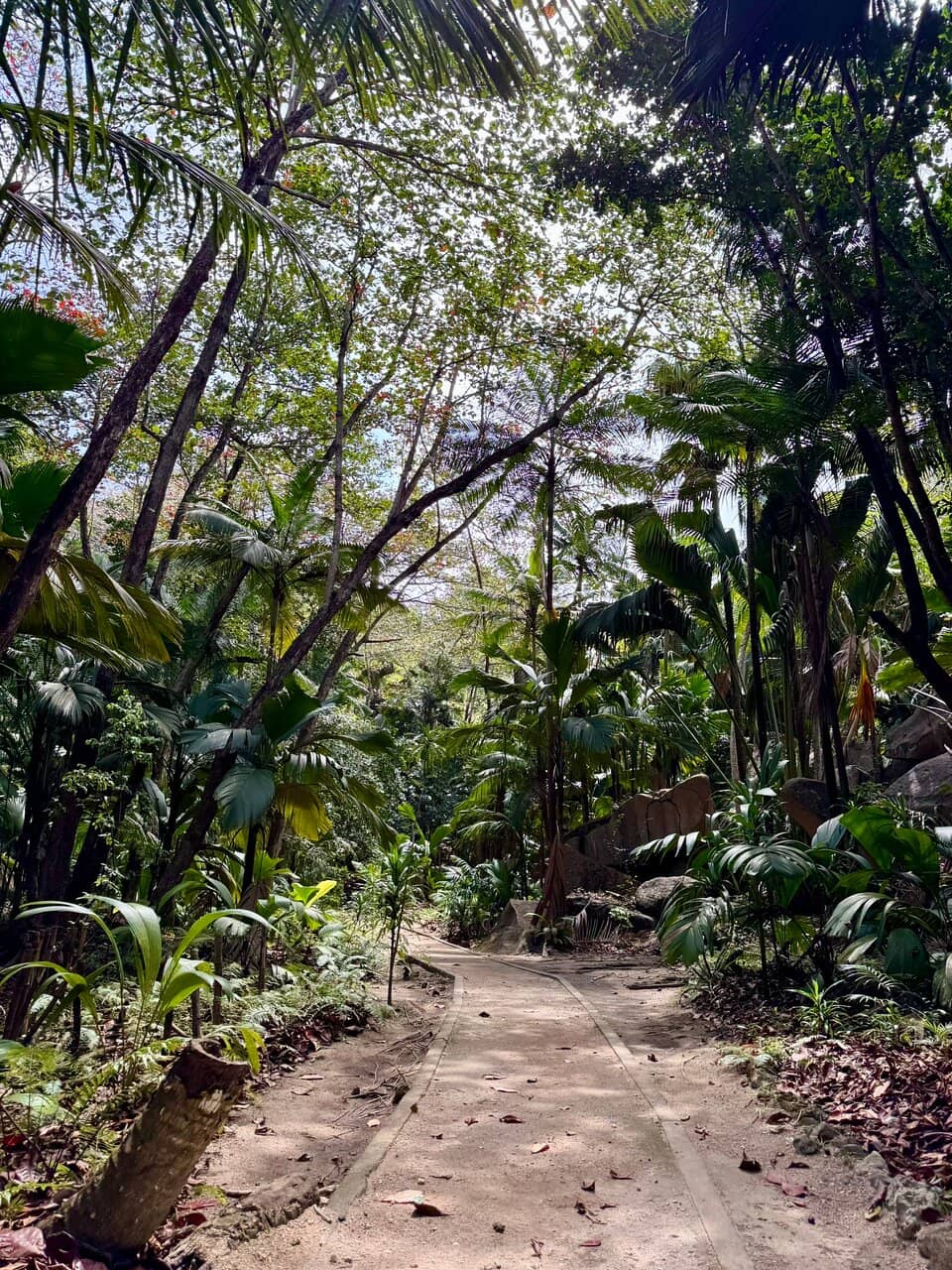 Coco de Mer Palms
