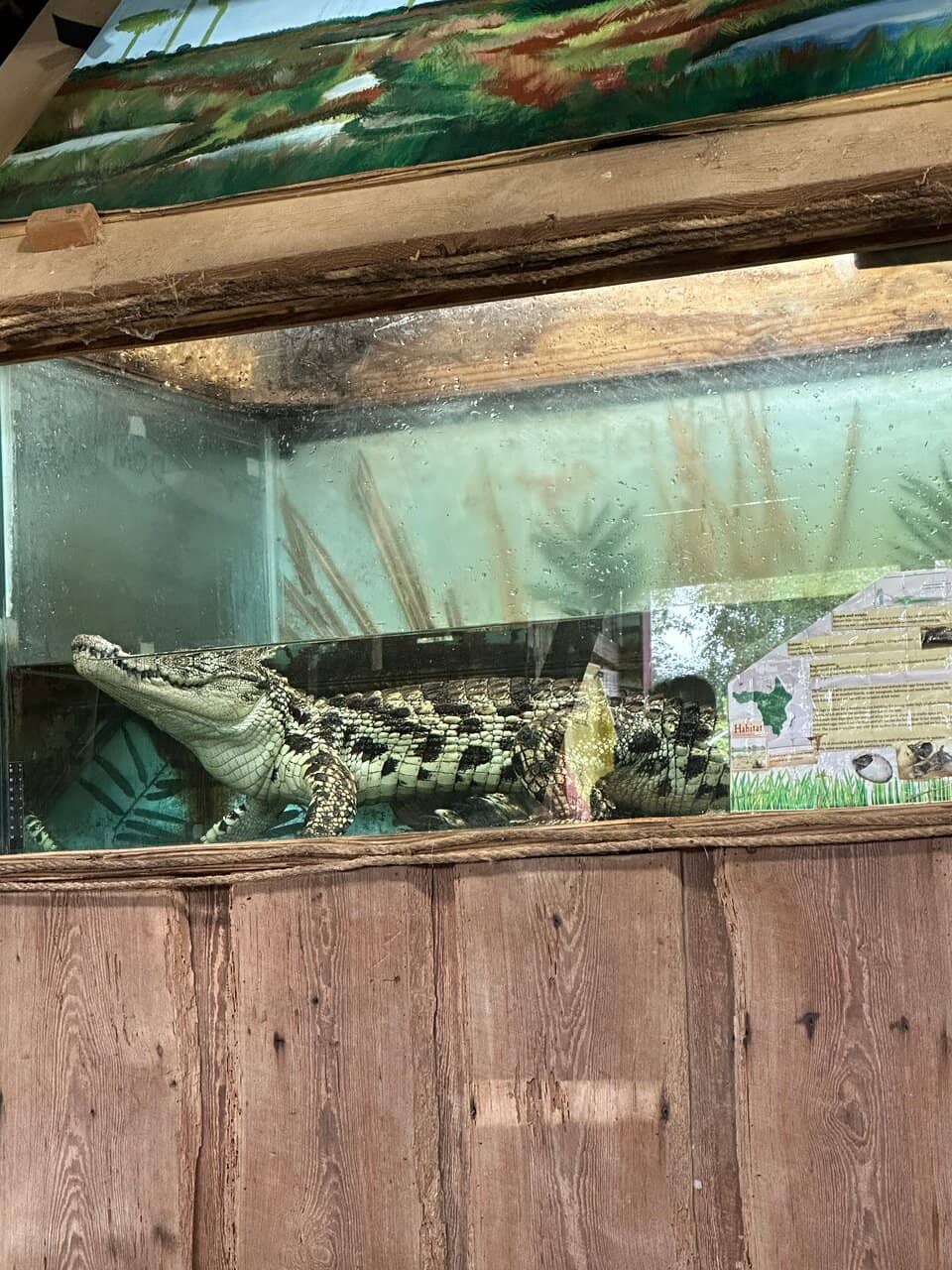 Holding Baby Alligators