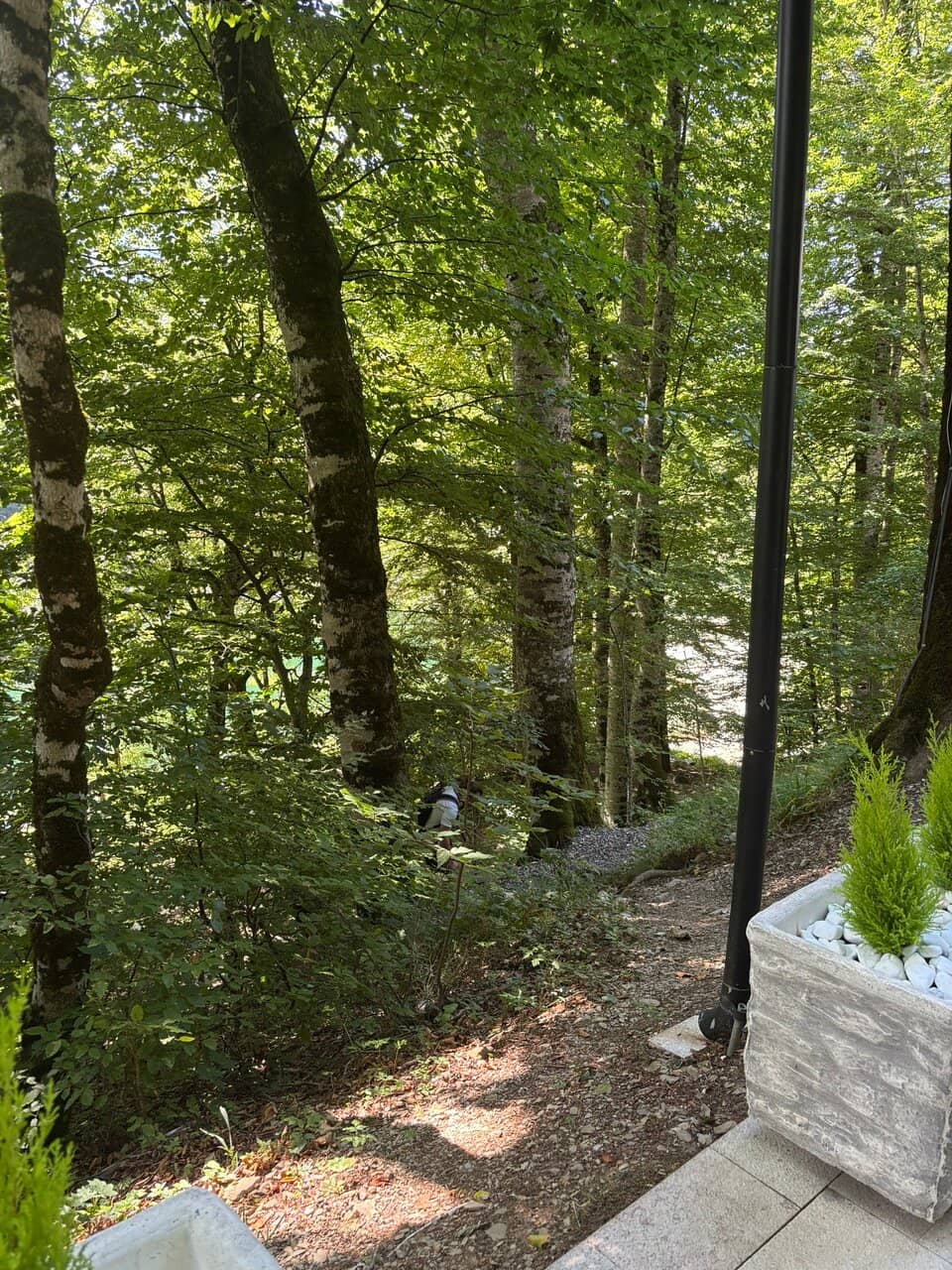 Circular Forest Trail