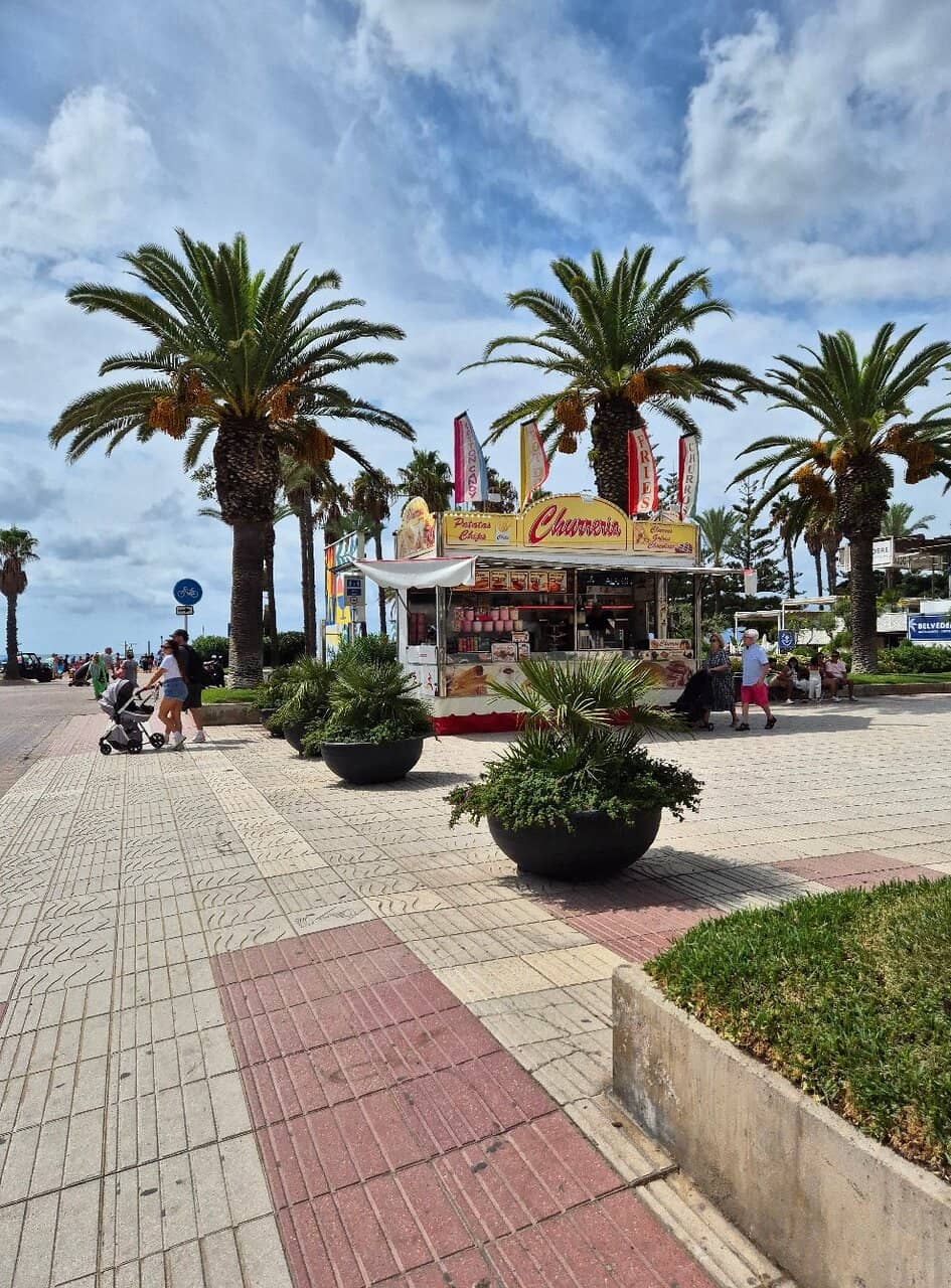 Centennial Olive Tree