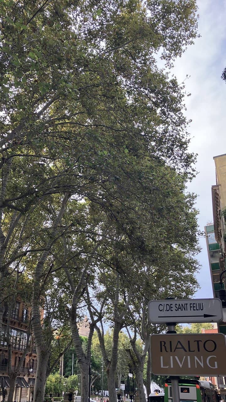 Elegant Tree-Lined Avenue