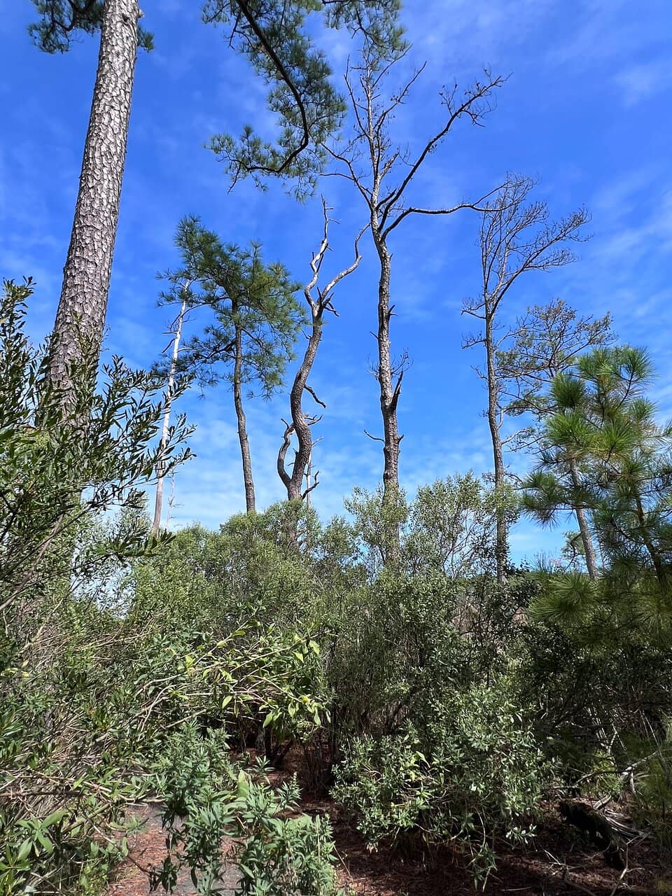Visitor Center Playground