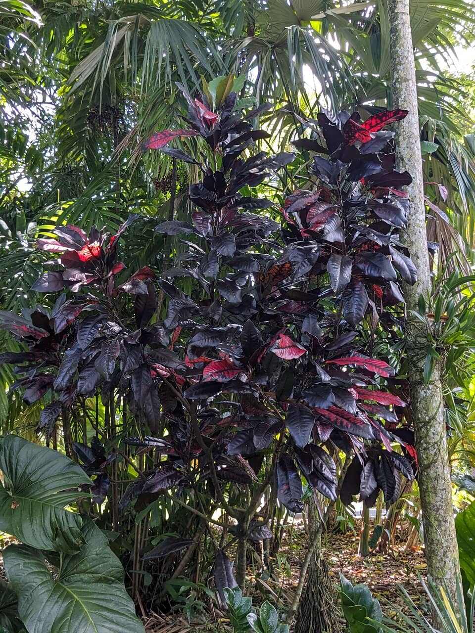 Butterfly Conservatory