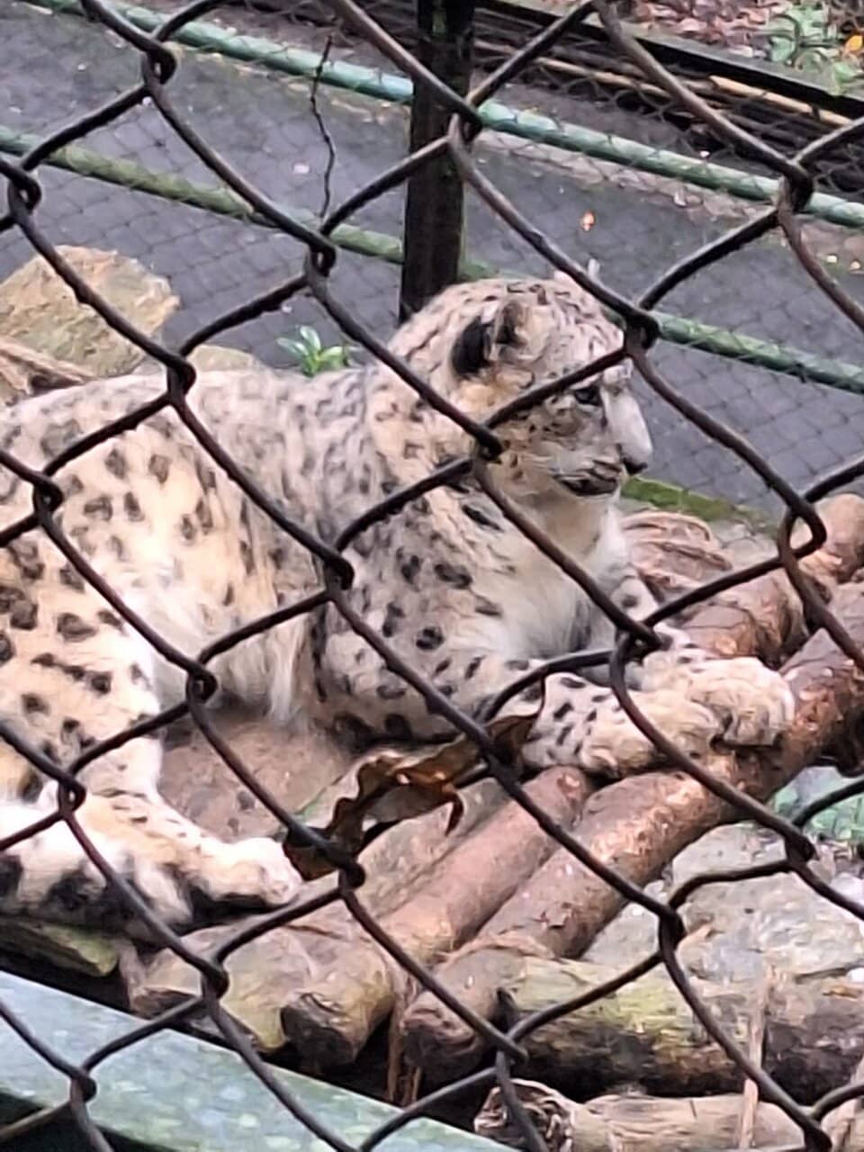Snow Leopard