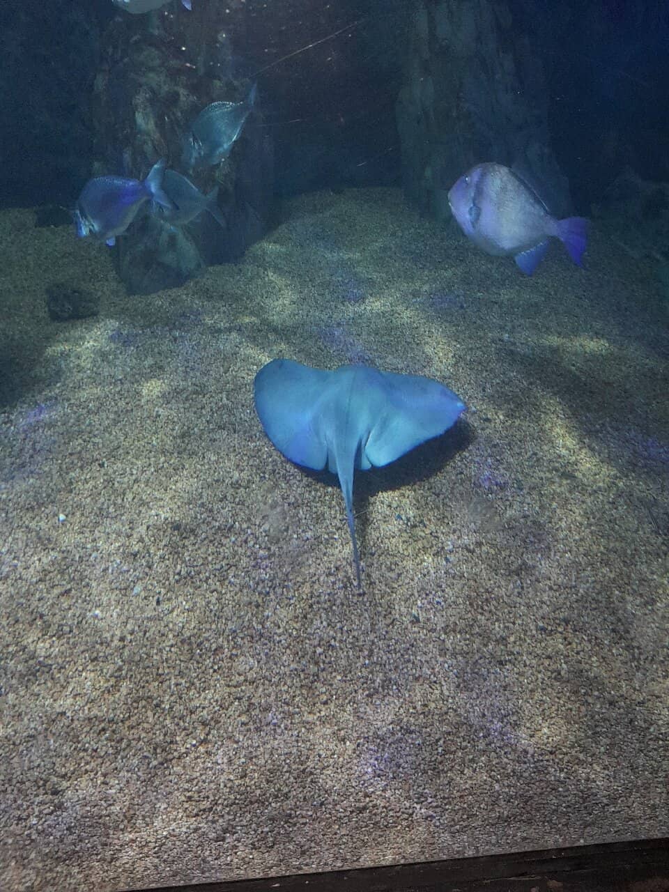 Shark Nursery