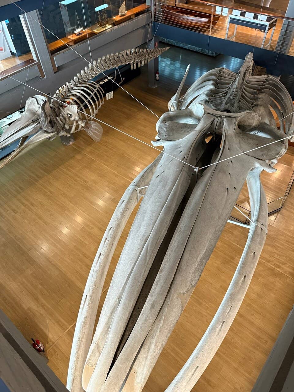 Whale Skeletons