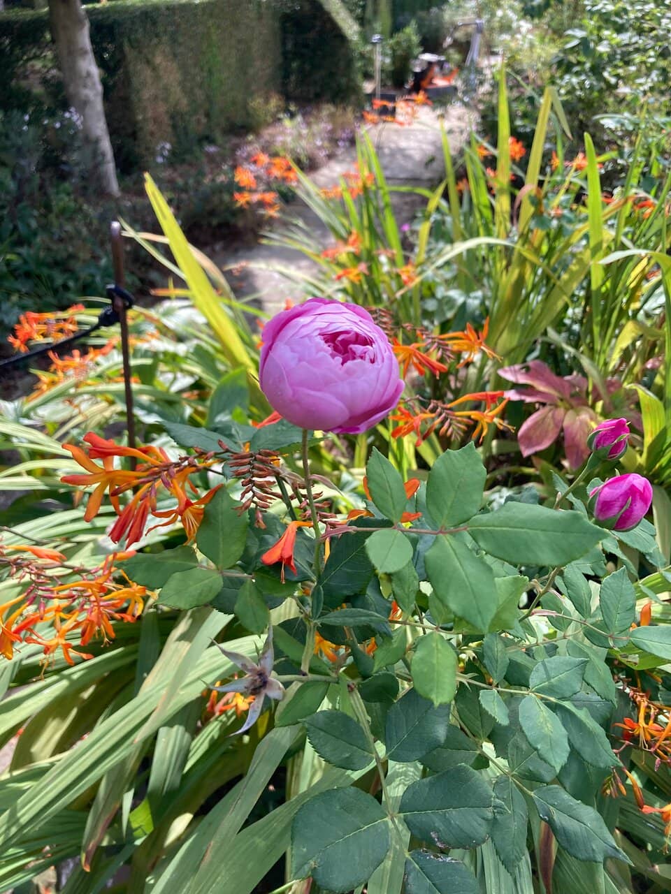 Lily Pond Area
