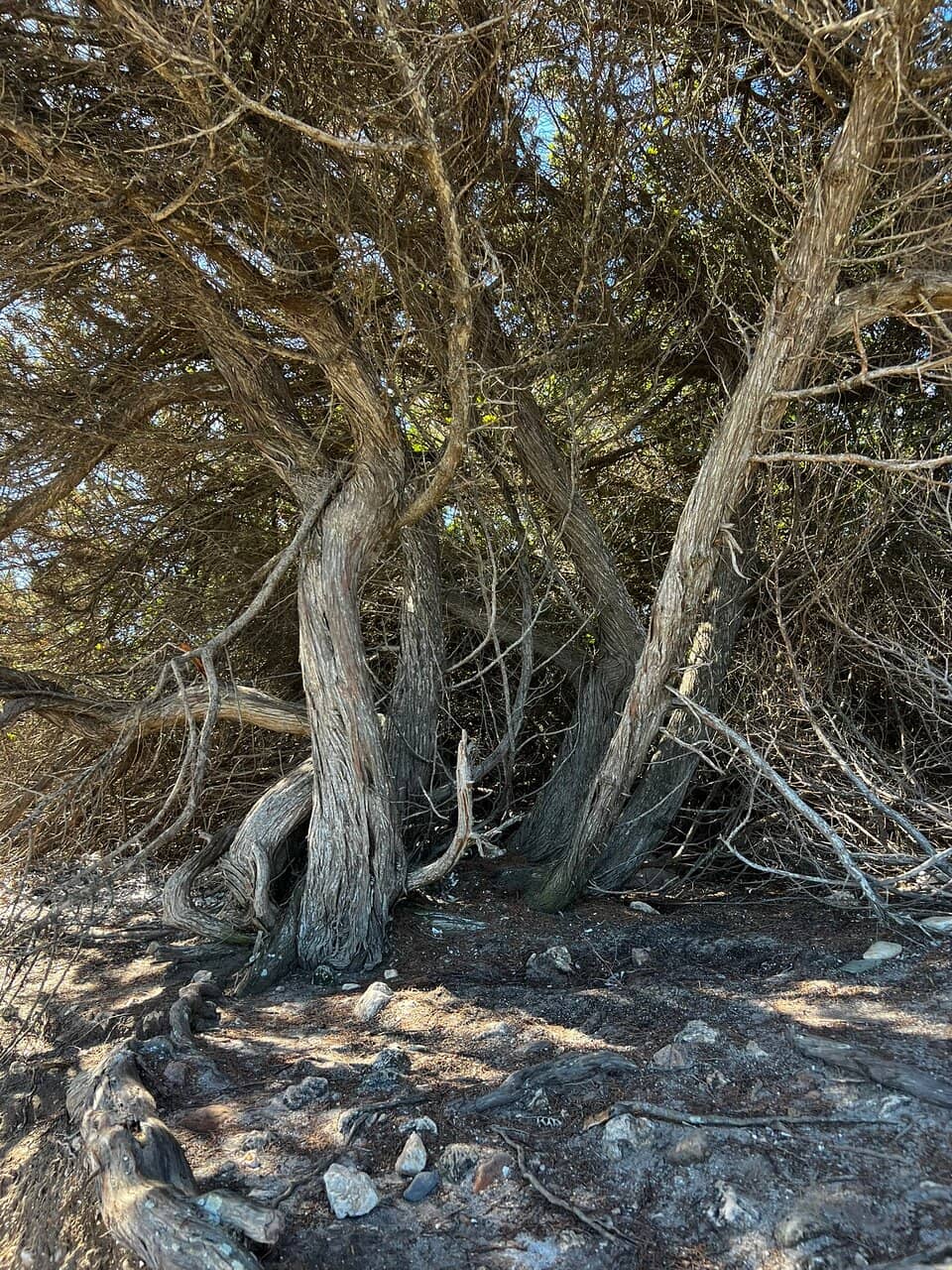 Fine Sandy Shore