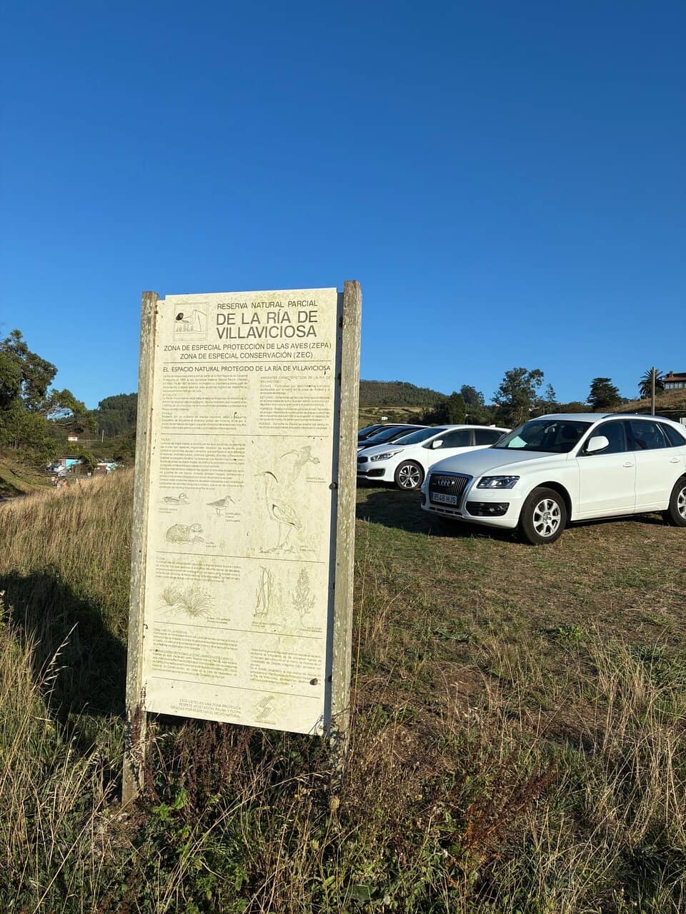 Eucalyptus Grove Picnic Spot