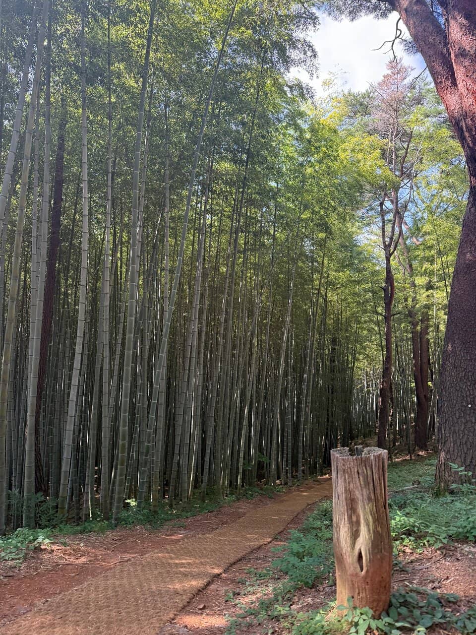 The Enchanting Bamboo Grove