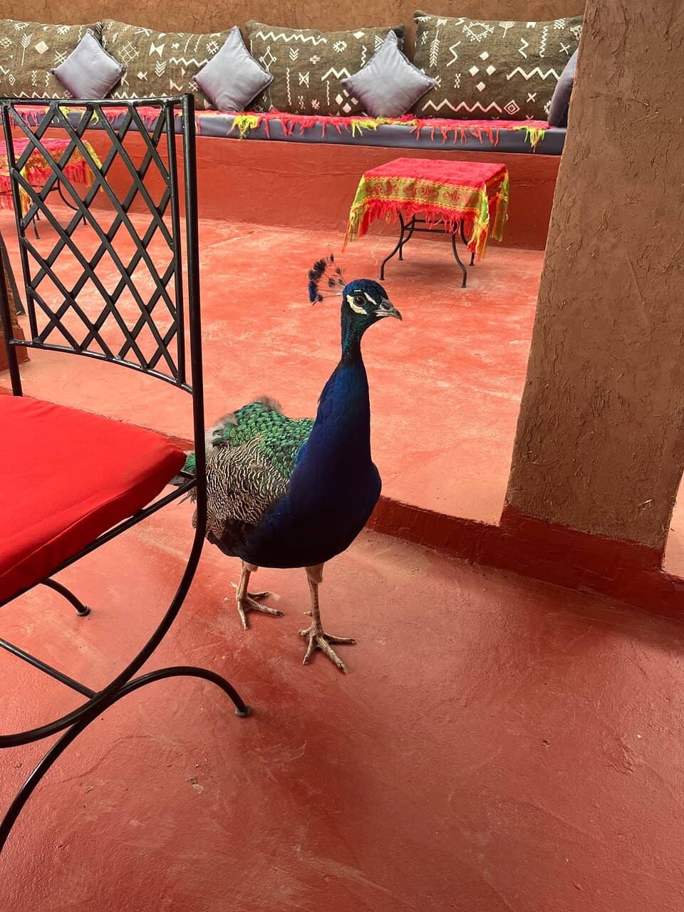 Meet the Resident Animals