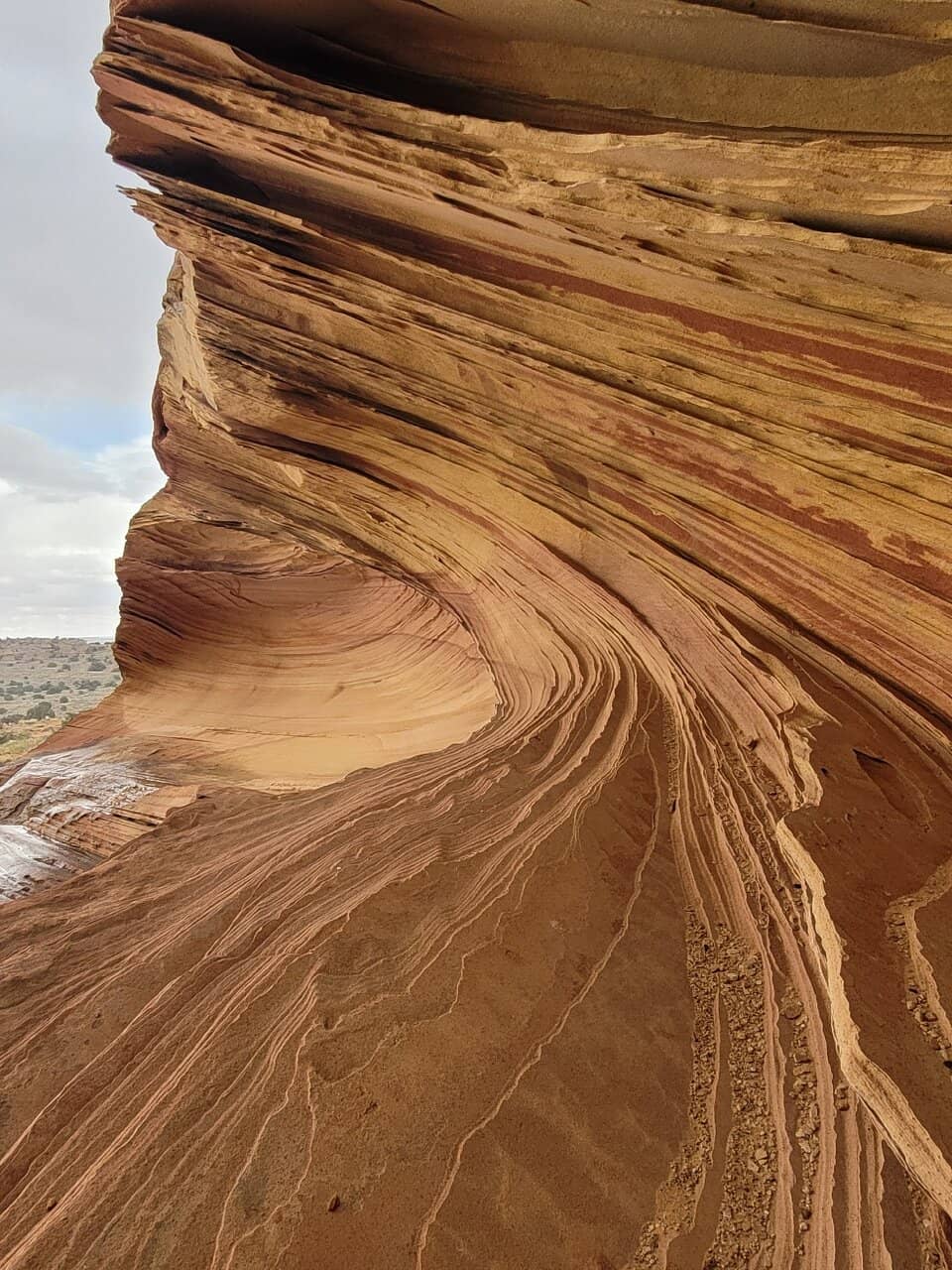 The Wave