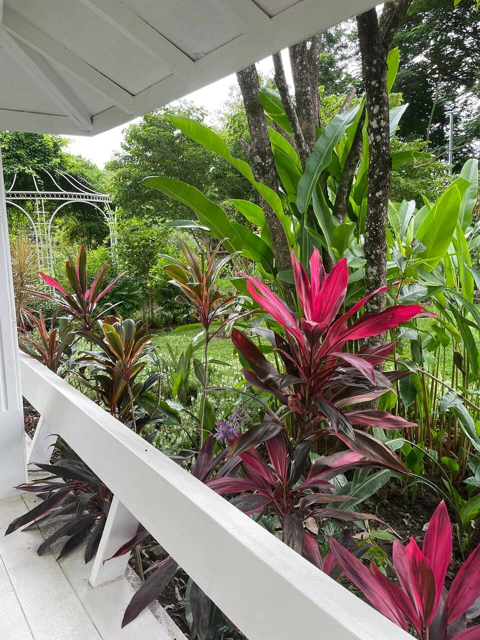 Orchid Garden