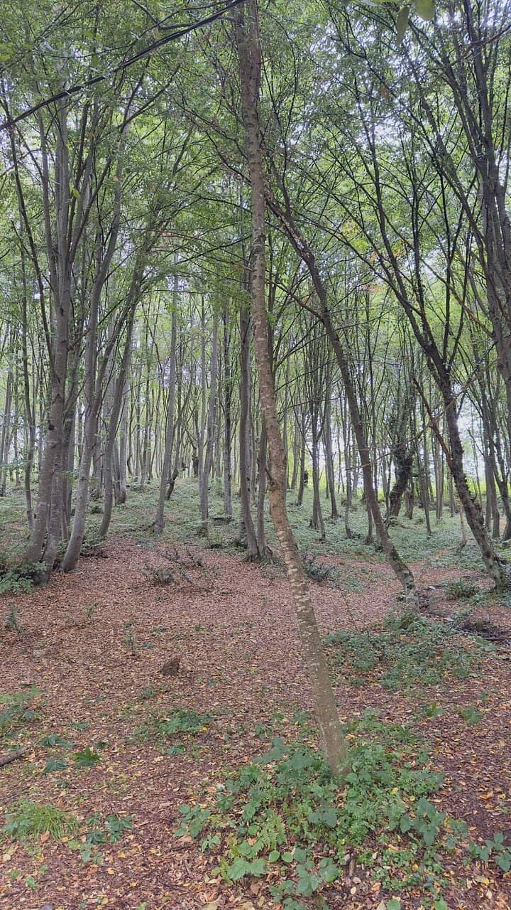 Local Village Markets